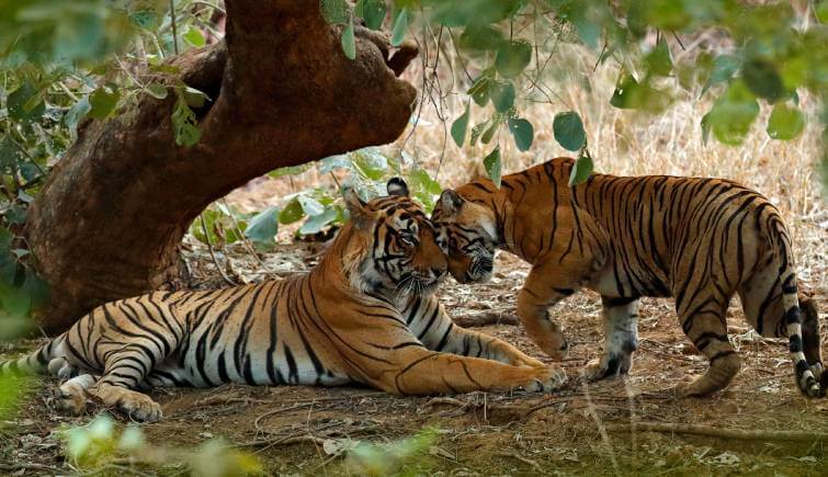 Tiger Conservation