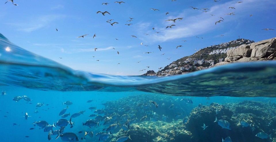 Ocean Conservation