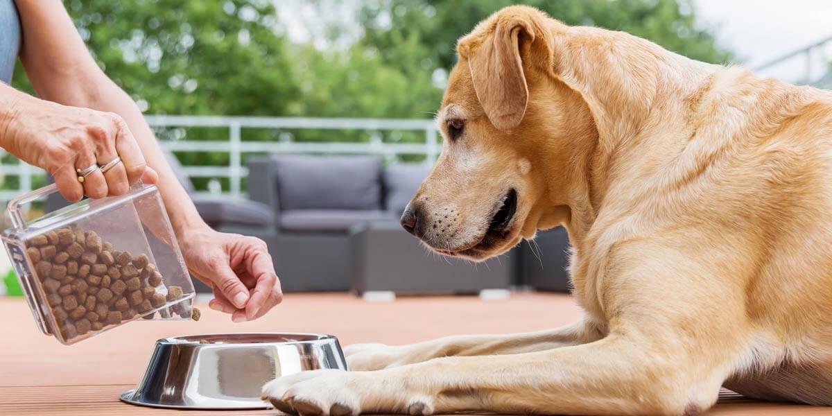Pet Nutrition