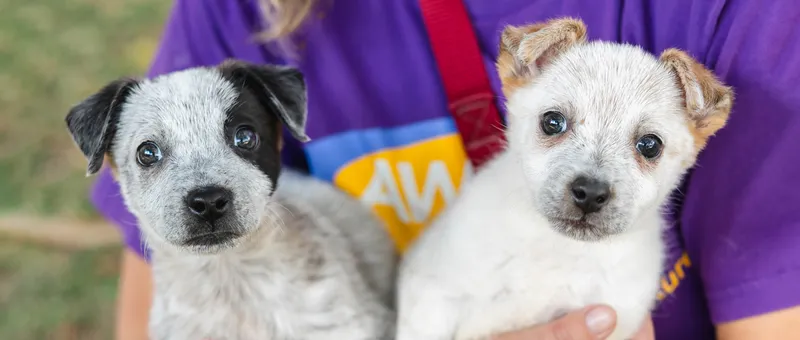 Pet Adoption & Classifieds