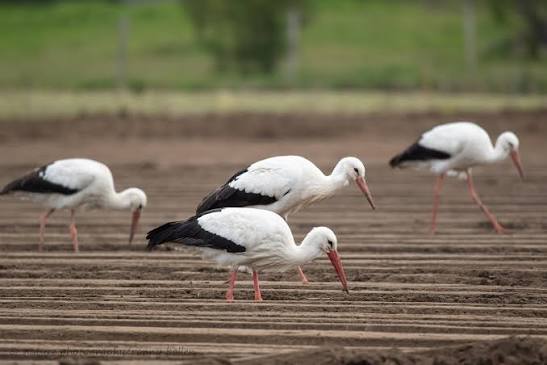 African-Eurasian Flyway Restoration
