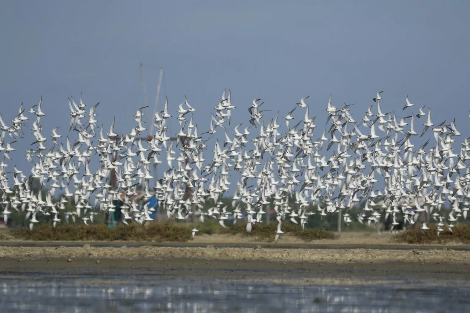BirdLife International