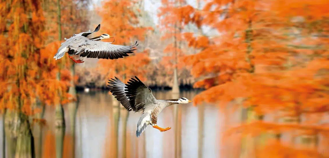 Important Bird & Biodiversity Areas