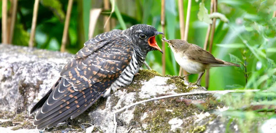 Flyways Conservation
