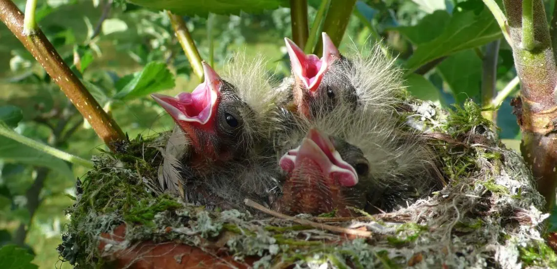 Species Conservation