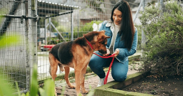 Pet Adoption Support