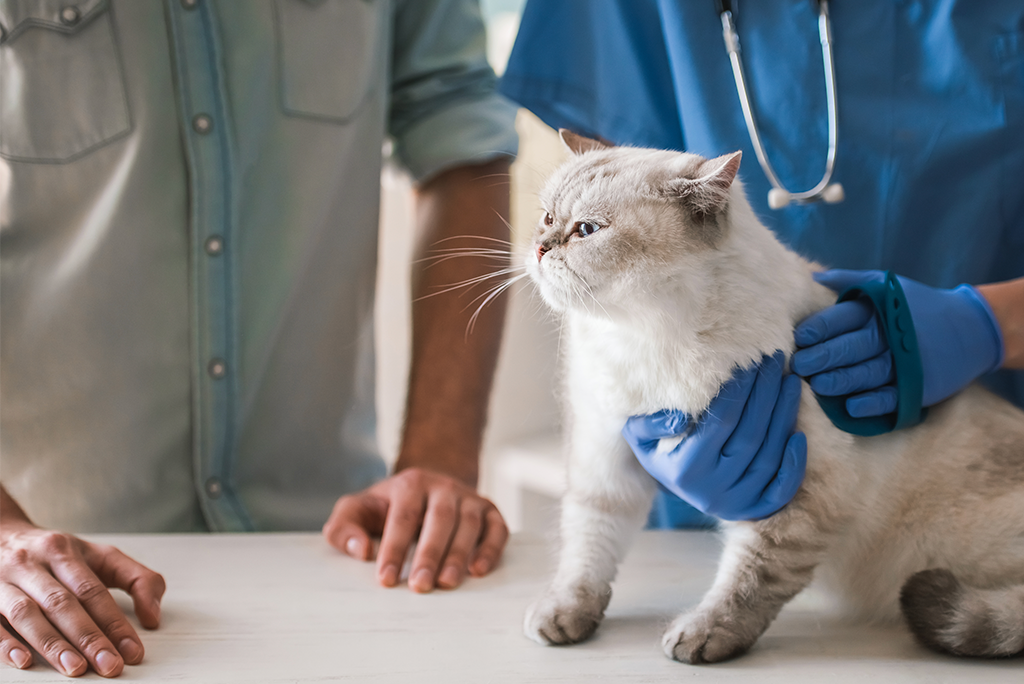 Veterinary Awareness