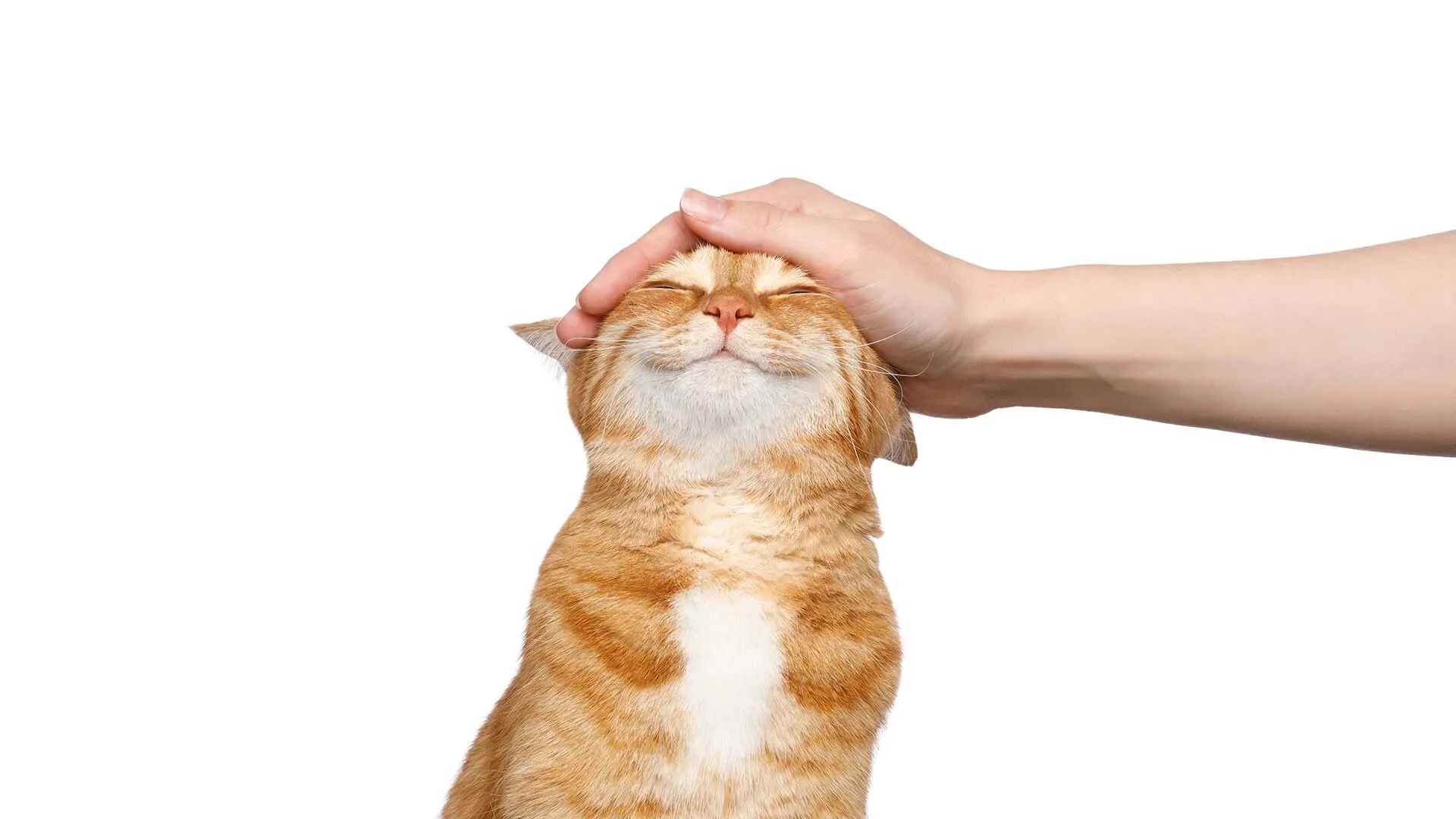 Pets and Animals
