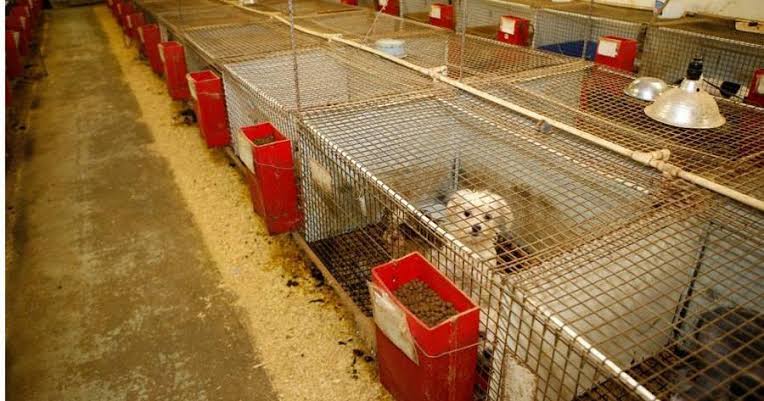 Commercial Breeders